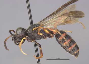 Media type: image;   Entomology 13779 Aspect: habitus lateral view